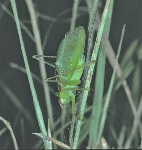 German translation of katydid